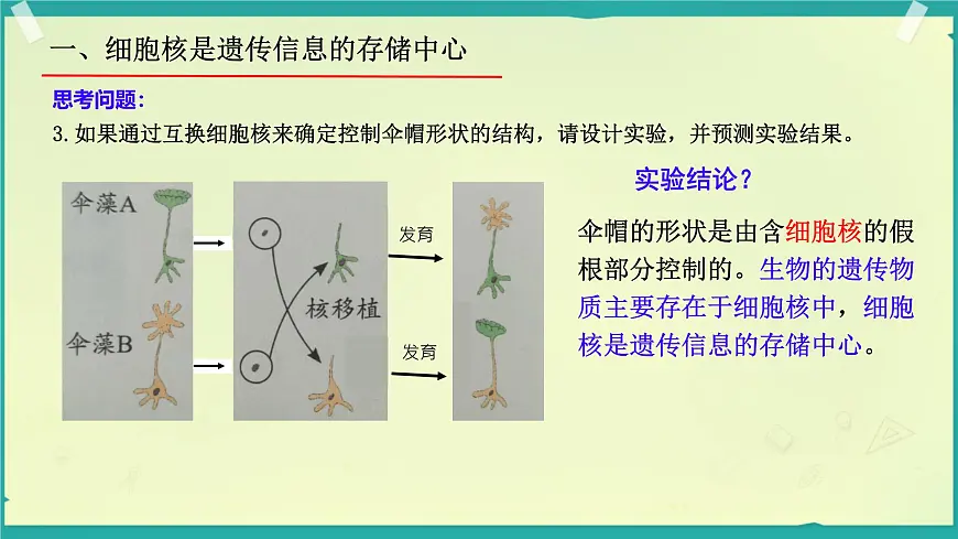 初中生物济南版(2024)七年级下册4.3.1 DNA是主要的遗传物质 课件第7页