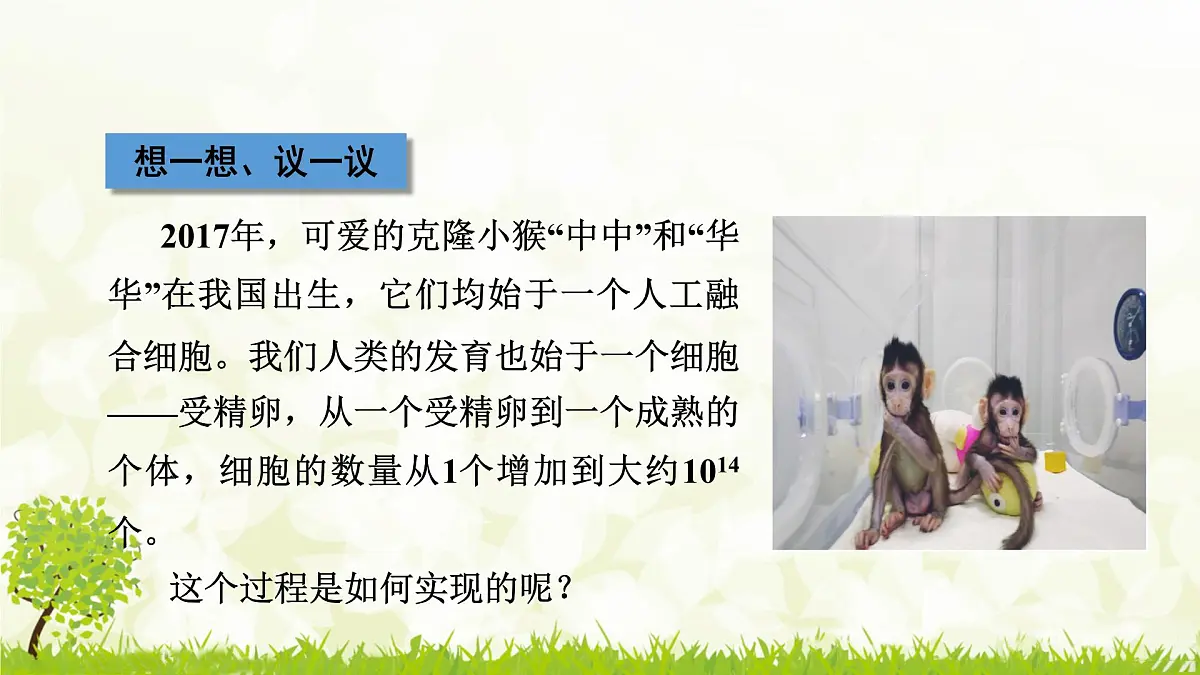 人教版生物七年级上册 1.3.1 细胞通过分裂产生新细胞 课件第2页