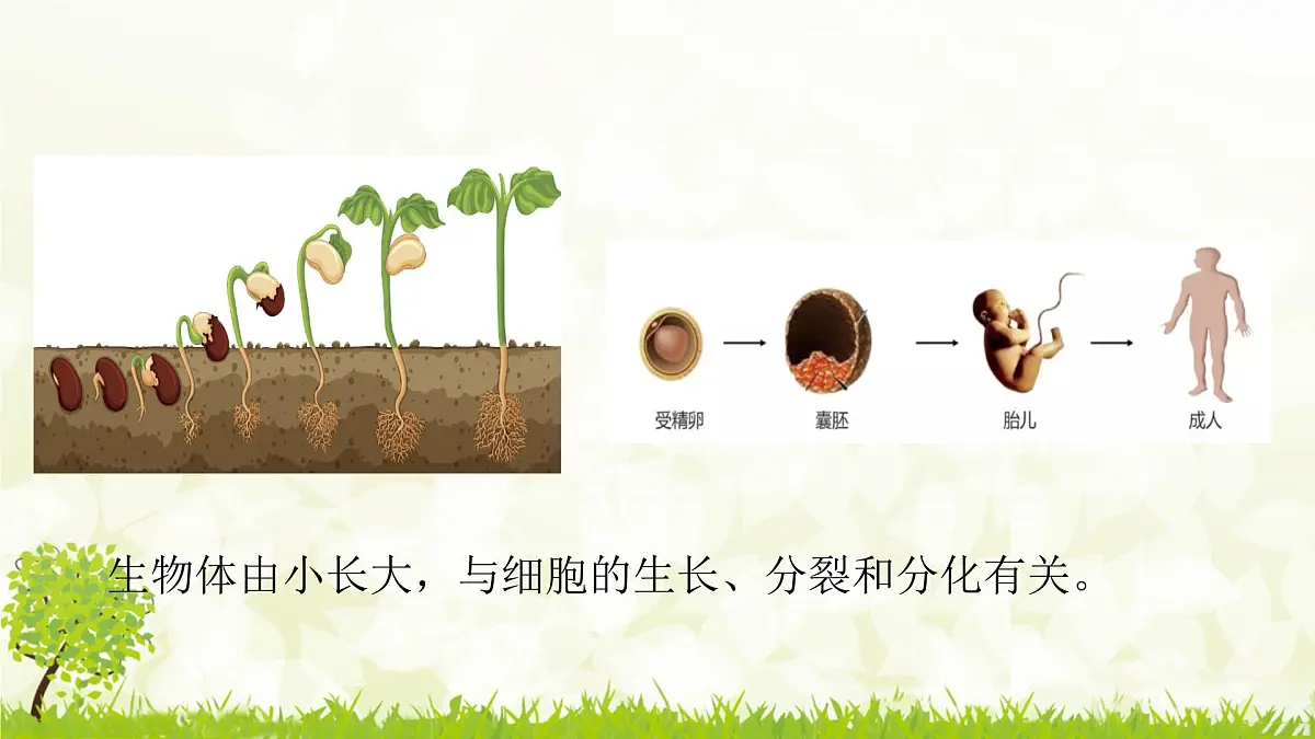 人教版生物七年级上册 1.3.1 细胞通过分裂产生新细胞 课件第3页
