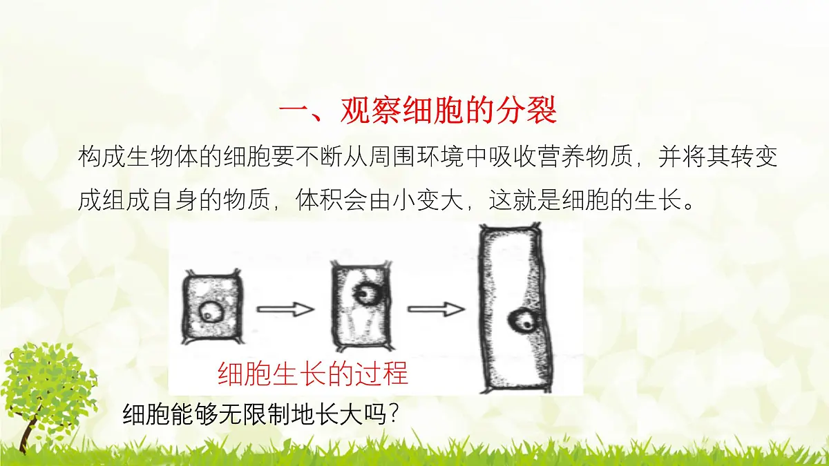 人教版生物七年级上册 1.3.1 细胞通过分裂产生新细胞 课件第4页