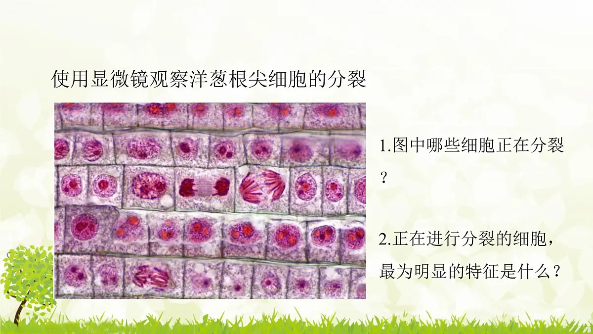 人教版生物七年级上册 1.3.1 细胞通过分裂产生新细胞 课件第5页