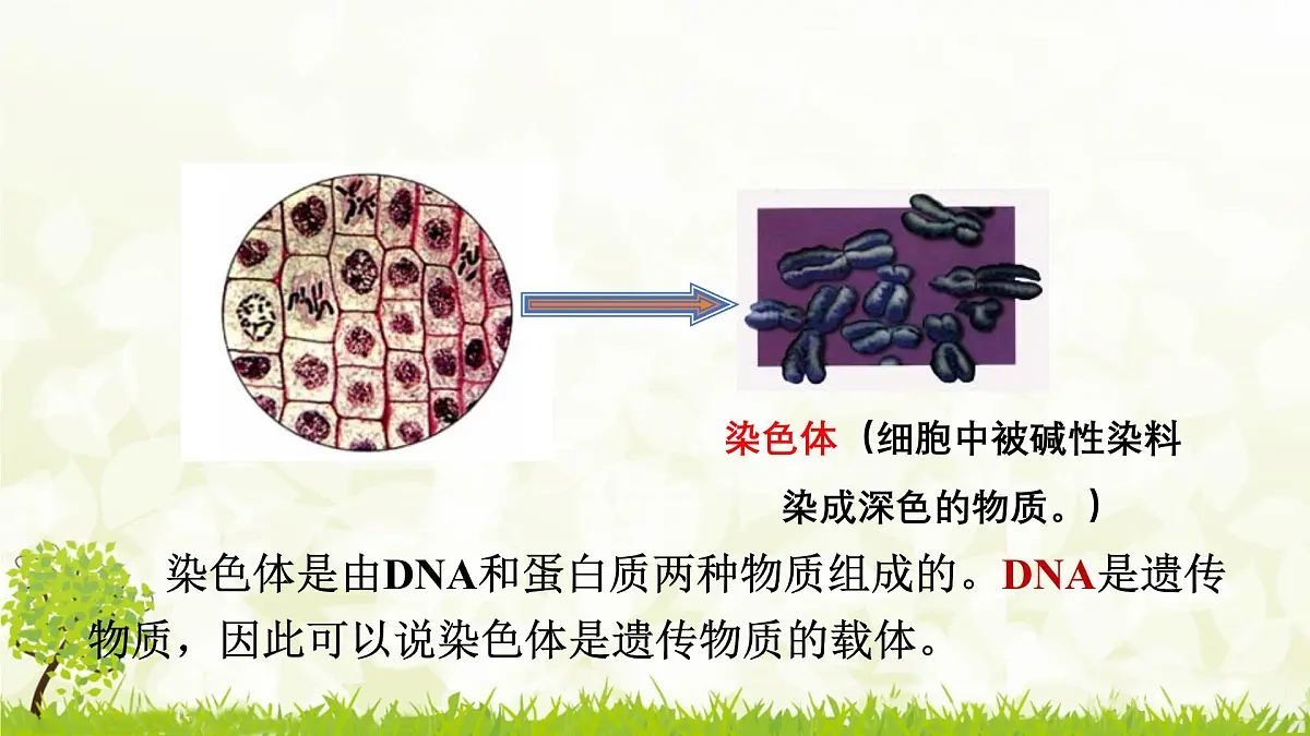 人教版生物七年级上册 1.3.1 细胞通过分裂产生新细胞 课件第6页
