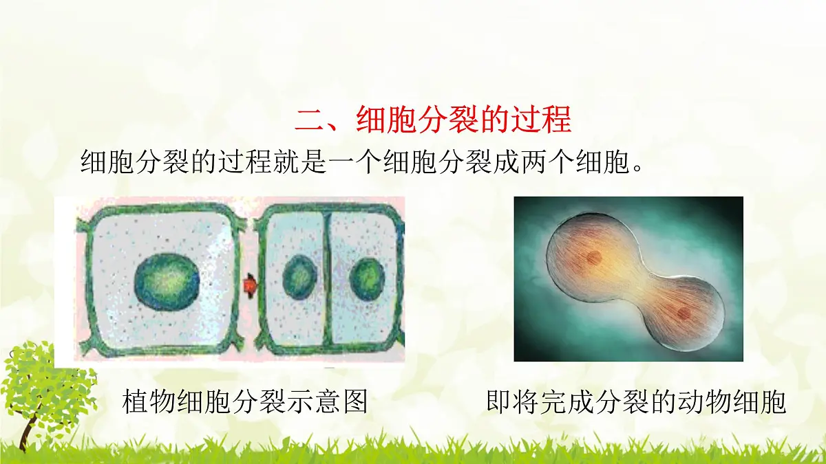 人教版生物七年级上册 1.3.1 细胞通过分裂产生新细胞 课件第7页