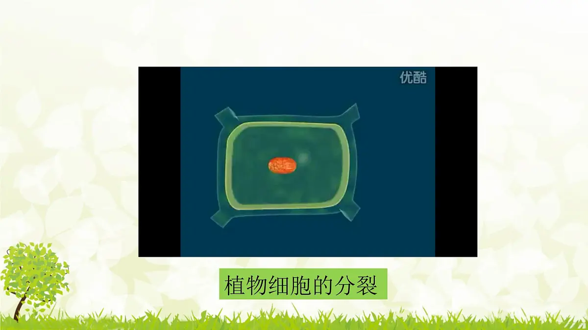 人教版生物七年级上册 1.3.1 细胞通过分裂产生新细胞 课件第8页