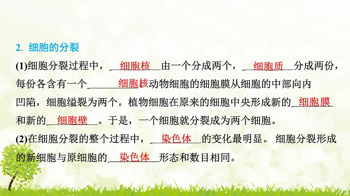 人教版生物七年级上册 1.3.1 细胞通过分裂产生新细胞 课件第3页