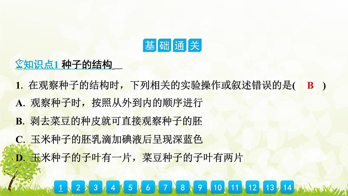 人教版生物七年级上册 2.1.2 种子植物 课件第6页