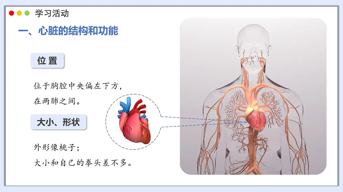 2024-2025学年人教版生物七年级下册 4.4.3 输送血液的泵——心脏 课件第6页