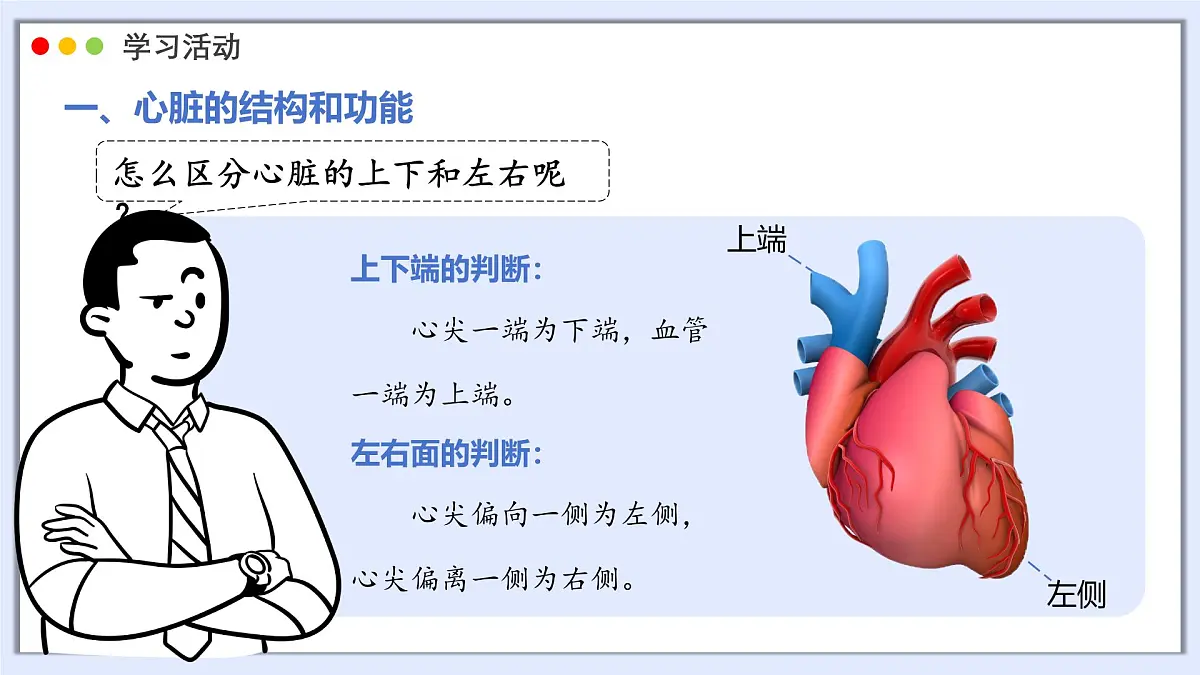 2024-2025学年人教版生物七年级下册 4.4.3 输送血液的泵——心脏 课件第7页