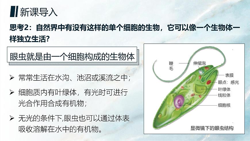 人教版2024七年級上冊生物單細胞生物 課件第5頁