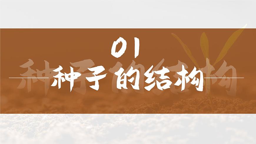 人教版2024七年級上冊生物種子植物 課件第4頁