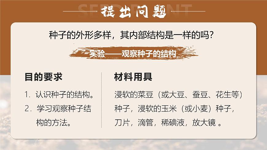 人教版2024七年級上冊生物種子植物 課件第7頁