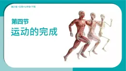 初中生物冀少版（2024）七年級(jí)下冊(cè)3.5.4 運(yùn)動(dòng)的完成 課件