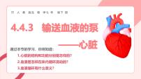 初中生物人教版（2024）七年级下册（2024）输送血液的泵—心脏教学ppt课件