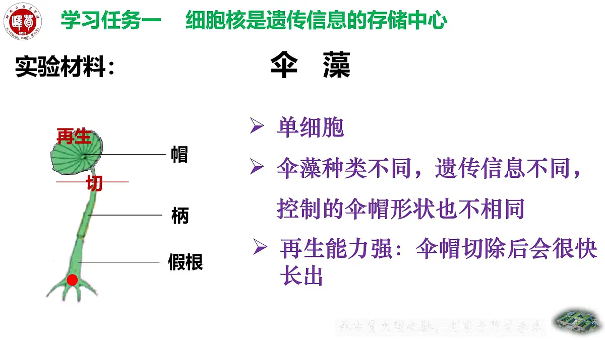 4.3.1++DNA是主要的遗传物质++课件-2024-2025学年济南版生物七年级下册 (1)第5页