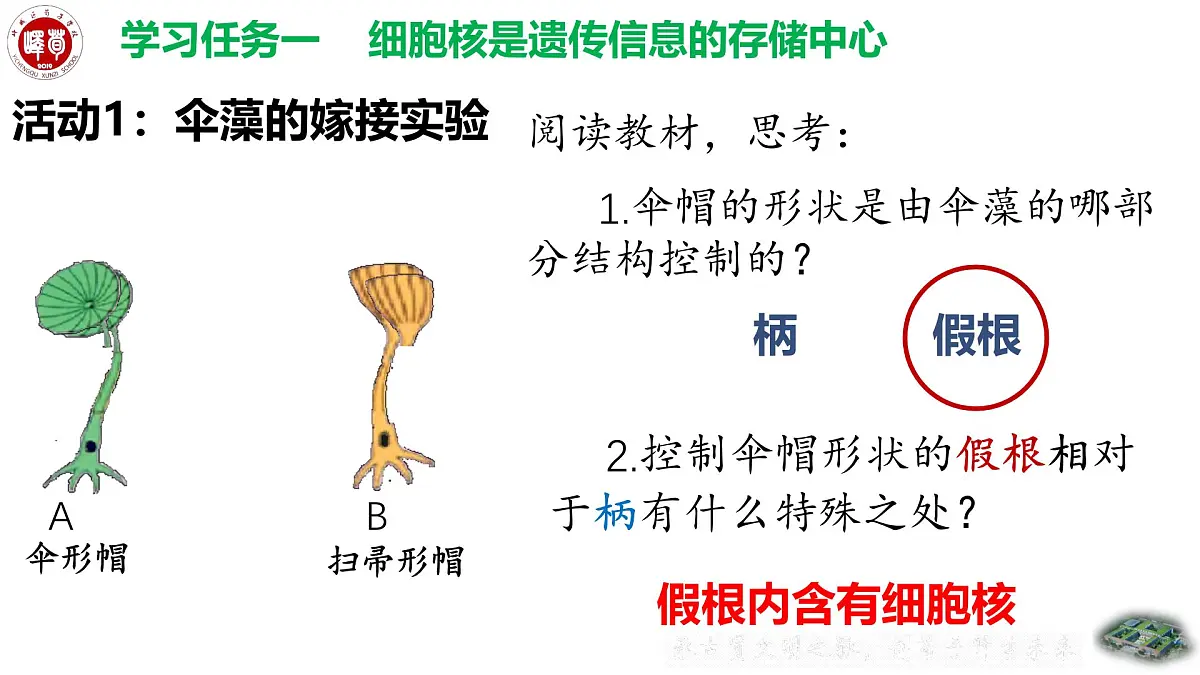 4.3.1++DNA是主要的遗传物质++课件-2024-2025学年济南版生物七年级下册 (1)第6页