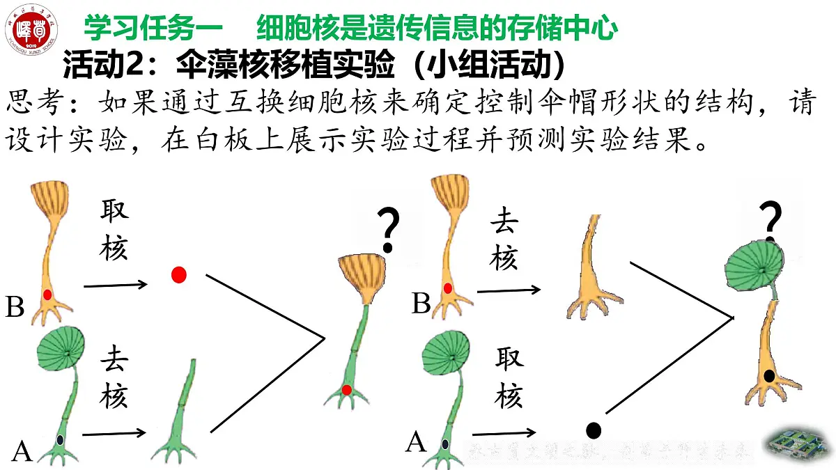 4.3.1++DNA是主要的遗传物质++课件-2024-2025学年济南版生物七年级下册 (1)第7页