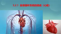 初中生物冀少版（2024）七年級(jí)下冊(cè)3.2.1 血液循環(huán)系統(tǒng)的組成（心臟） 課件