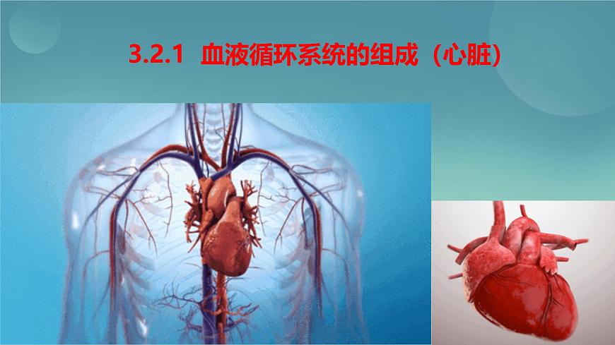 初中生物冀少版（2024）七年級下冊3.2.1 血液循環(huán)系統(tǒng)的組成（心臟） 課件第1頁