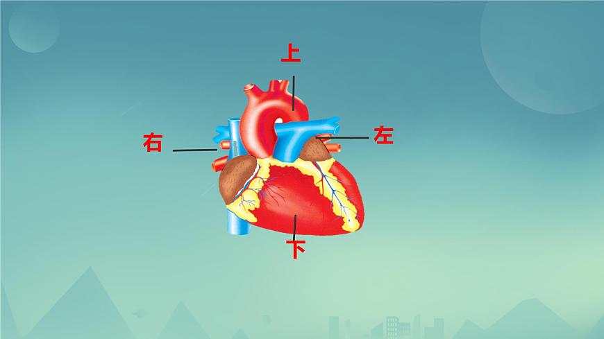 初中生物冀少版（2024）七年級下冊3.2.1 血液循環(huán)系統(tǒng)的組成（心臟） 課件第4頁