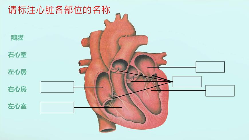 初中生物冀少版（2024）七年級下冊3.2.1 血液循環(huán)系統(tǒng)的組成（心臟） 課件第5頁