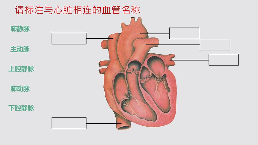 初中生物冀少版（2024）七年級下冊3.2.1 血液循環(huán)系統(tǒng)的組成（心臟） 課件第6頁