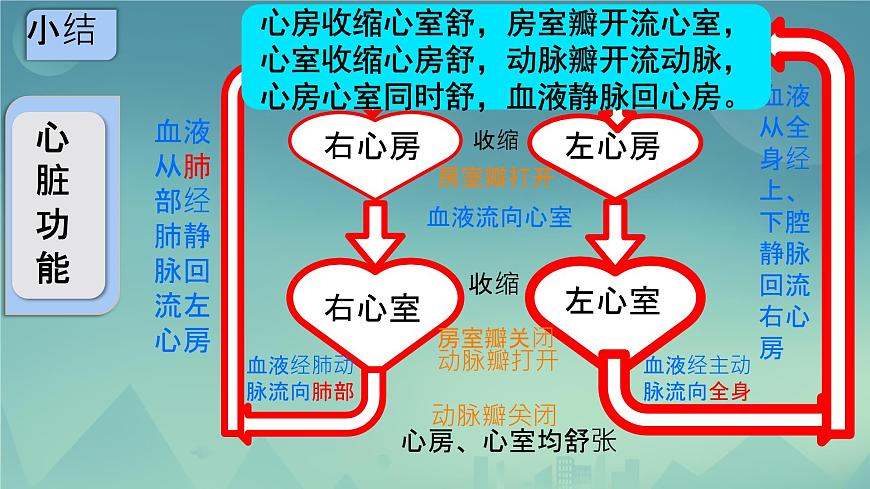 初中生物冀少版（2024）七年級下冊3.2.1 血液循環(huán)系統(tǒng)的組成（心臟） 課件第7頁