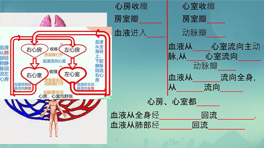 初中生物冀少版（2024）七年級下冊3.2.1 血液循環(huán)系統(tǒng)的組成（心臟） 課件第8頁