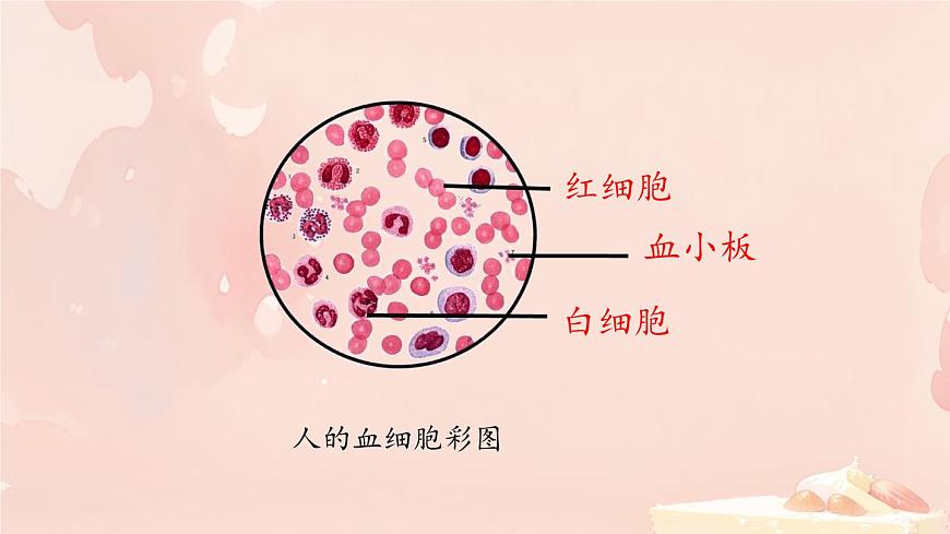 初中生物冀少版（2024）七年級下冊3.2.1 血液循環(huán)系統(tǒng)的組成 課件第8頁