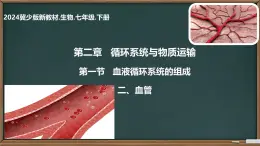 初中 生物 冀少版（2024）七年級(jí)下冊(cè)3.2.1.2 血液循環(huán)系統(tǒng)的組成(血管) 課件