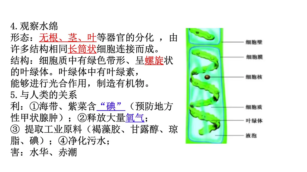 苏科版七年级生物下册期中复习(7-10章) 课件第2页