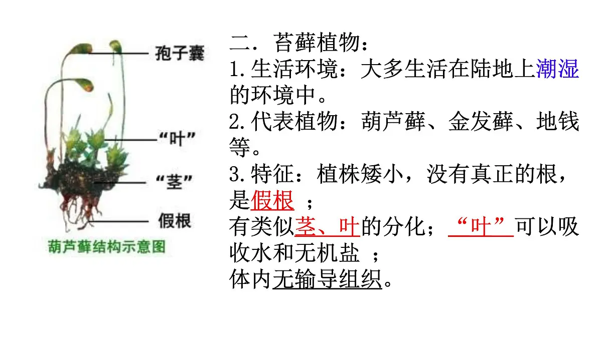 苏科版七年级生物下册期中复习(7-10章) 课件第3页