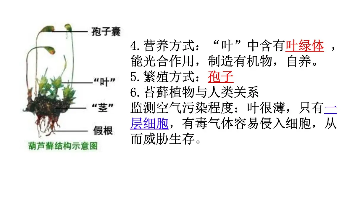 苏科版七年级生物下册期中复习(7-10章) 课件第4页