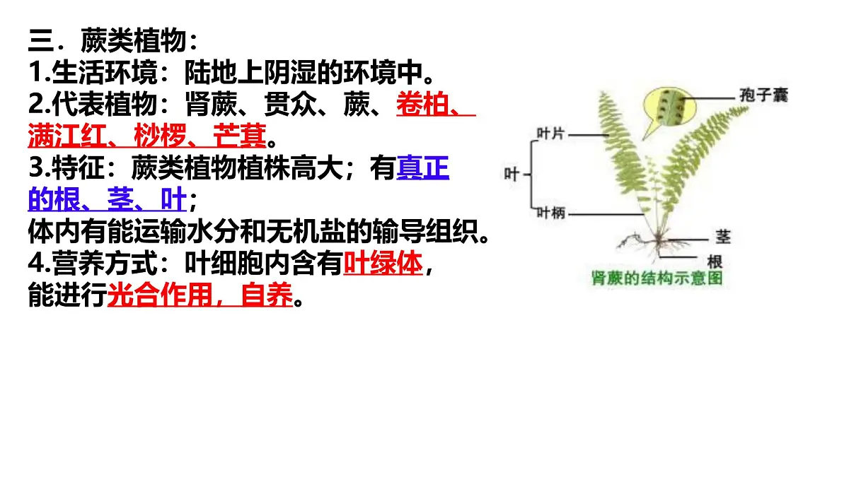 苏科版七年级生物下册期中复习(7-10章) 课件第5页