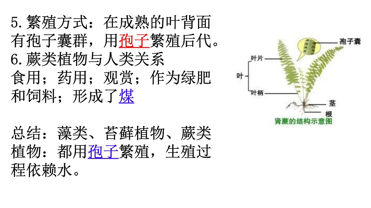 苏科版七年级生物下册期中复习(7-10章) 课件第6页