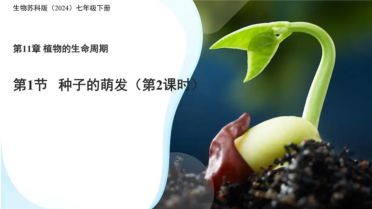 初中 生物 苏科版(2024)七年级下册5.11.1 种子的萌发(第2课时) 课件第1页