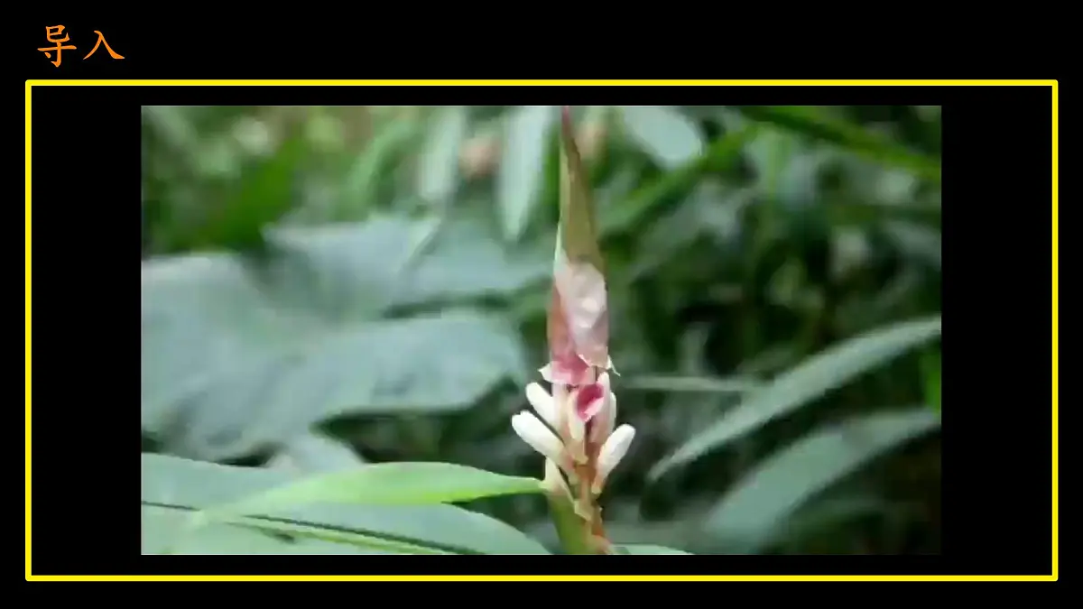初中 生物 苏科版(2024)七年级下册5.11.3 植物的开花和结果(第一课时) 课件第3页