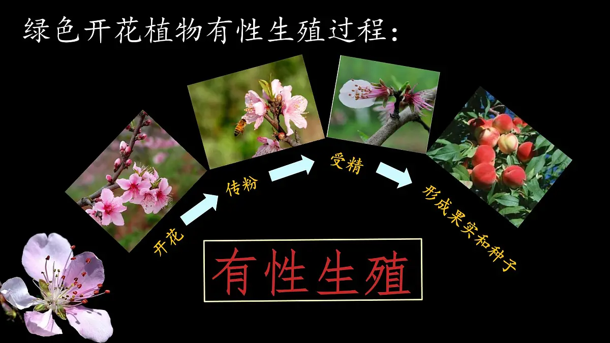 初中 生物 苏科版(2024)七年级下册5.11.3 植物的开花和结果(第一课时) 课件第4页