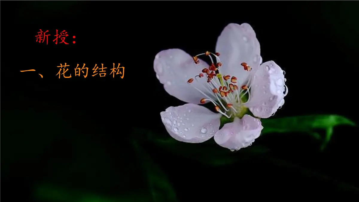 初中 生物 苏科版(2024)七年级下册5.11.3 植物的开花和结果(第一课时) 课件第5页