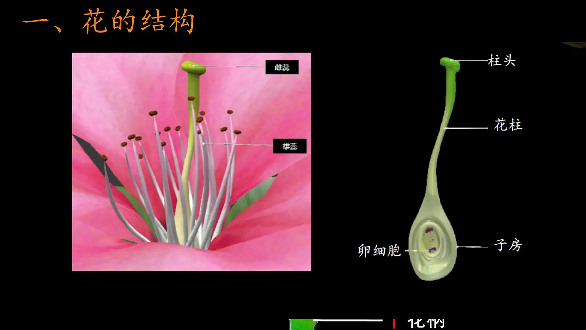初中 生物 苏科版(2024)七年级下册5.11.3 植物的开花和结果(第一课时) 课件第6页