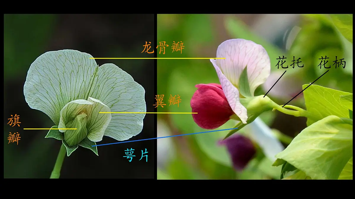 初中 生物 苏科版(2024)七年级下册5.11.3 植物的开花和结果(第一课时) 课件第7页
