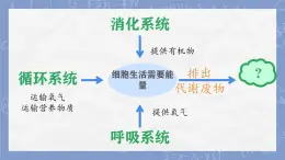 初中 生物 北師大版（2024）七年级下册4.9.1 人体产生的代谢废物 課件