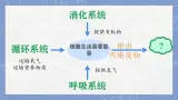 初中 生物 北師大版（2024）七年级下册4.9.1 人体产生的代谢废物 課件