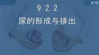 北师大版(2024)七年级下册(2024)尿的形成与排出课前预习课件ppt