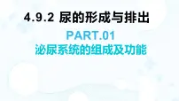 初中生物北师大版(2024)七年级下册(2024)尿的形成与排出教学演示ppt课件