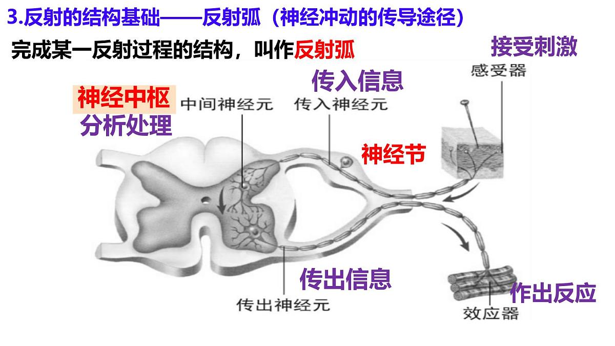初中 生物 北师大版(2024)七年级下册4.10.1 神经系统与神经调节(第2课时) 课件第5页