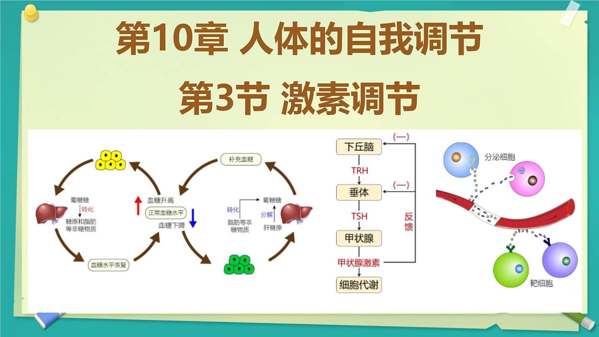 初中 生物 北师大版(2024)七年级下册4.10.3 激素调节 课件第1页
