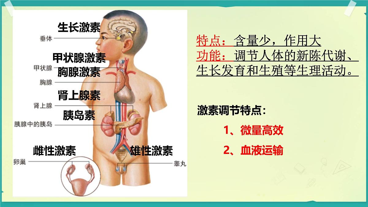 初中 生物 北师大版(2024)七年级下册4.10.3 激素调节 课件第6页