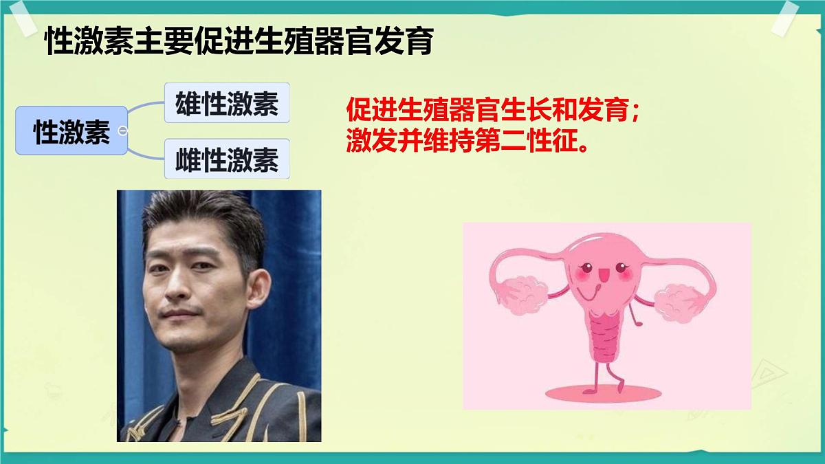 初中 生物 北师大版(2024)七年级下册4.10.3 激素调节 课件第8页