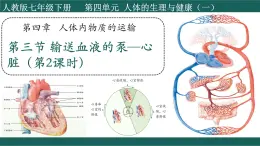 4.4.3+輸送血液的泵—心臟（第2課時(shí)）課件