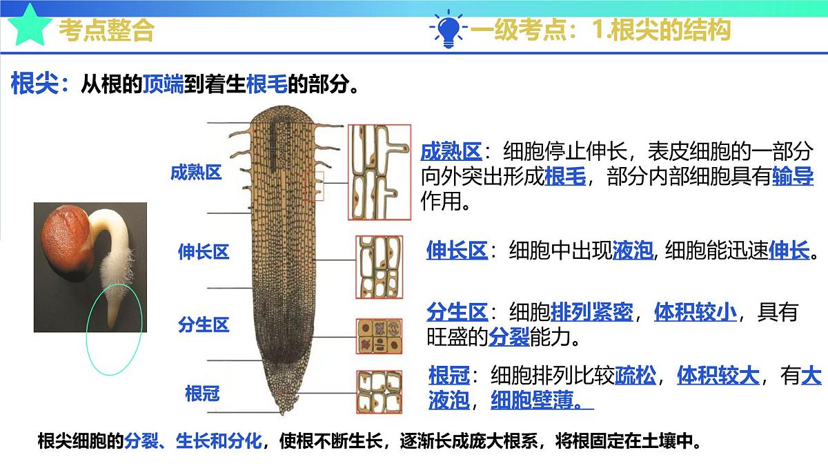 植物能进行光合作用等生命活动(济南版2024)2025学年七年级生物下学期期末考点大串讲济南版课件第4页